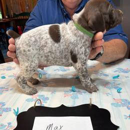 Boy 3 - Liver and white male German Shorthaired Pointer puppy in Morgantown, Indiana from Kevin Funkhouser Kennel