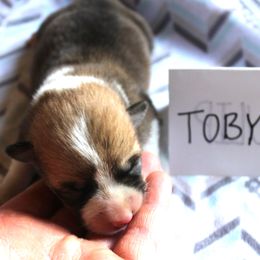Boy 1 - Pembroke Welsh Corgi puppy from Covered Bridge Corgis