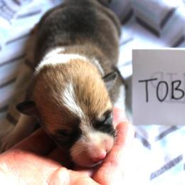 Boy 1 - Pembroke Welsh Corgi puppy from Covered Bridge Corgis