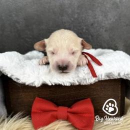 Tony - White male Companion Cross puppy in Utah County, Utah from Big Hearted Breeders