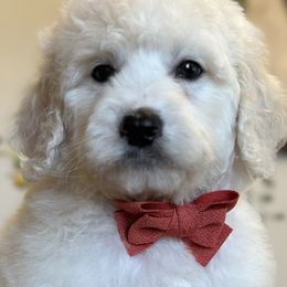 Boy 2 - Cream Goldendoodle puppy in Blanchard, Oklahoma from I Dream of Doodles