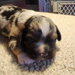 Jupiter - Blue roan male Cocker Spaniel puppy in Westminster, South Carolina from Hartwell Cocker Spaniel Kennel