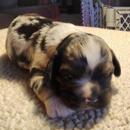 Jupiter - Blue roan male Cocker Spaniel puppy in Westminster, South Carolina from Hartwell Cocker Spaniel Kennel