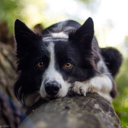 Valor - Border Collie