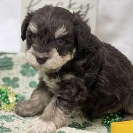 Yellow collar - Liver male Miniature Schnauzer puppy in Teton County, Montana from East Front Labradors & Treasure State Schnauzers