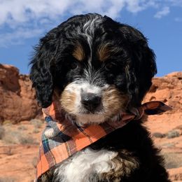 Bernedoodles and Goldendoodles from Doodles of the Desert