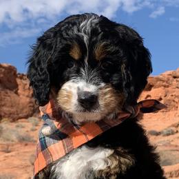 Bernedoodles and Goldendoodles from Doodles of the Desert