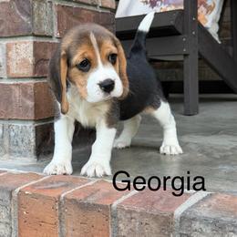 Georgia - Black tan and white female Beagle puppy in Mansfield, Missouri from Rippee Creek Kennel