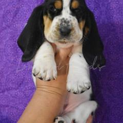 Boy 1 - Basset Hound puppy in Florida from Lomarol Hounds
