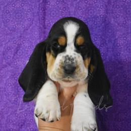 Boy 1 - Basset Hound puppy in Florida from Lomarol Hounds