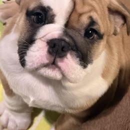 Bulldog and Pug Puppies from Tenpennypups