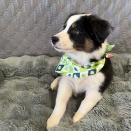 Jim Bean - Black tri-color male Australian Shepherd puppy in Camp Verde, Arizona from Bullet & Whiskey’s Pups
