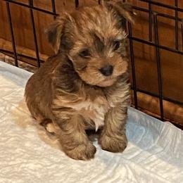 Goldendoodle and Yorkshire Terrier Puppies from Pups of the Lowcountry