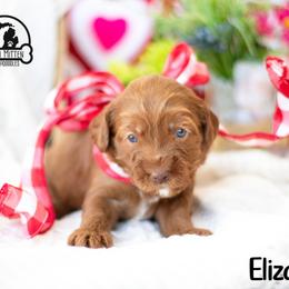 Girl 2 - Caramel red female Australian Labradoodle puppy in Tecumseh, Michigan from South Mitten Labradoodles