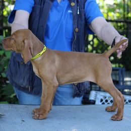 Vizsla Puppies from Paradox