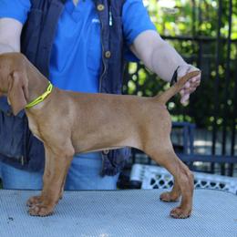 Vizsla Puppies from Paradox