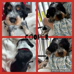 Cooper - Black white and tan male English Springer Spaniel puppy in Charleston, South Carolina from Folly Beach English Springer Spaniels