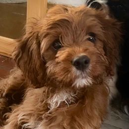 Cindy - Red female Cavapoo puppy in Maple Grove, Minnesota from Honey Bit Kennels