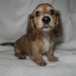 Phoenix - Dapple female Dachshund puppy in Texarkana, Texas from Lolo&CoDachshunds