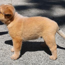 Australian Cattle Dog Puppies from Kanku
