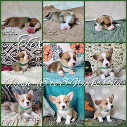 Pembroke Welsh Corgi Puppies from Arrowleaf Corgis