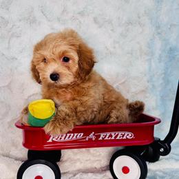 Luis - Red male Maltipoo puppy in West Jordan, Utah from Mid Sized Maltipoos and More LLC