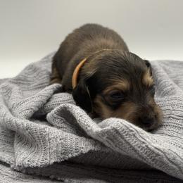 AKC Limited Orange boy - Sable male Dachshund puppy in Bartlesville, Oklahoma from OkieDokieDox