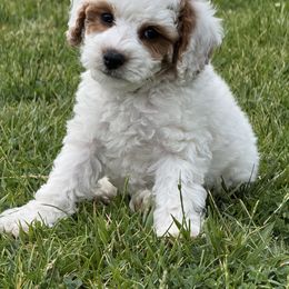 Boy 3 - male Cavapoo puppy in Ivins, Utah from Taylia's Cavapoos