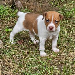 Odin - Red white and sable male Rat Terrier puppy in Lynn, Alabama from Cryptic Rat Terriers