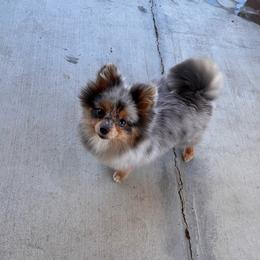Confetti - Pomeranian