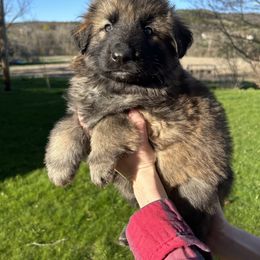 German Shepherd Puppies from Scenic City Shepherds