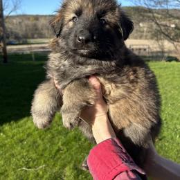 German Shepherd Puppies from Scenic City Shepherds