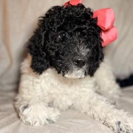 Dakota - Parti female Goldendoodle puppy in Saint Louis, Missouri from Jax Doodles