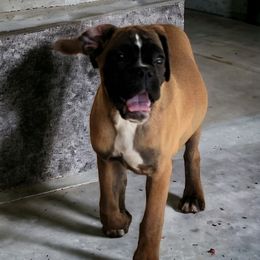 Claudia - Boxer