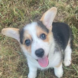 Black girl - Black and tan female Pembroke Welsh Corgi puppy in Adairsville, Georgia from R&R Corgis