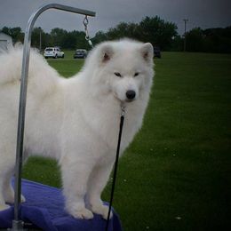 Emily - Samoyed