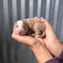 Bonnie - Red female Bernedoodle puppy in Yuba City, California from Ranch House Doodles