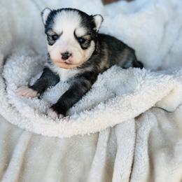 Sunner - Silver and white male Pomsky puppy in Yavapai County, Arizona from Pawsh Pomskies
