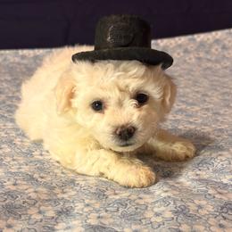 Fonzy-Red Collar - White male Bichon Frise puppy in East Carondelet, (St Louis Metropolitan Area), Illinois from BichonSTL