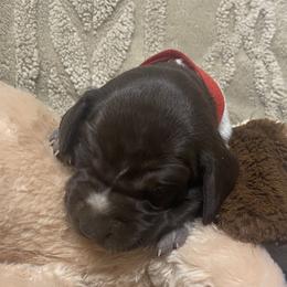 Red collar male - Liver roan male German Shorthaired Pointer puppy in Hardeman County, Tennessee from Howell Farm GSP