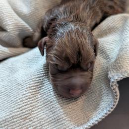 Screaming Mimi - female Patterdale Terrier puppy in Yucaipa, California from Moormont Kennels