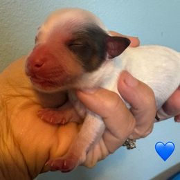 Oak - Tri-color male Yorkipoo puppy in Carlotta, California from Lost Coast Bernese Mountain Dogs