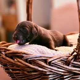 Scout - Chocolate male Labrador Retriever puppy in Sweet Home, Oregon from Knotty Creek Labradors