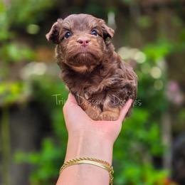 Oops - Red phantom male Aussiedoodle puppy in Centreville, Mississippi from Trin's Designer Doodles