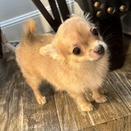 Smiley 4,400 - Blue fawn male Chihuahua puppy in Summerfield, Florida from Uey’s Chihuahuas