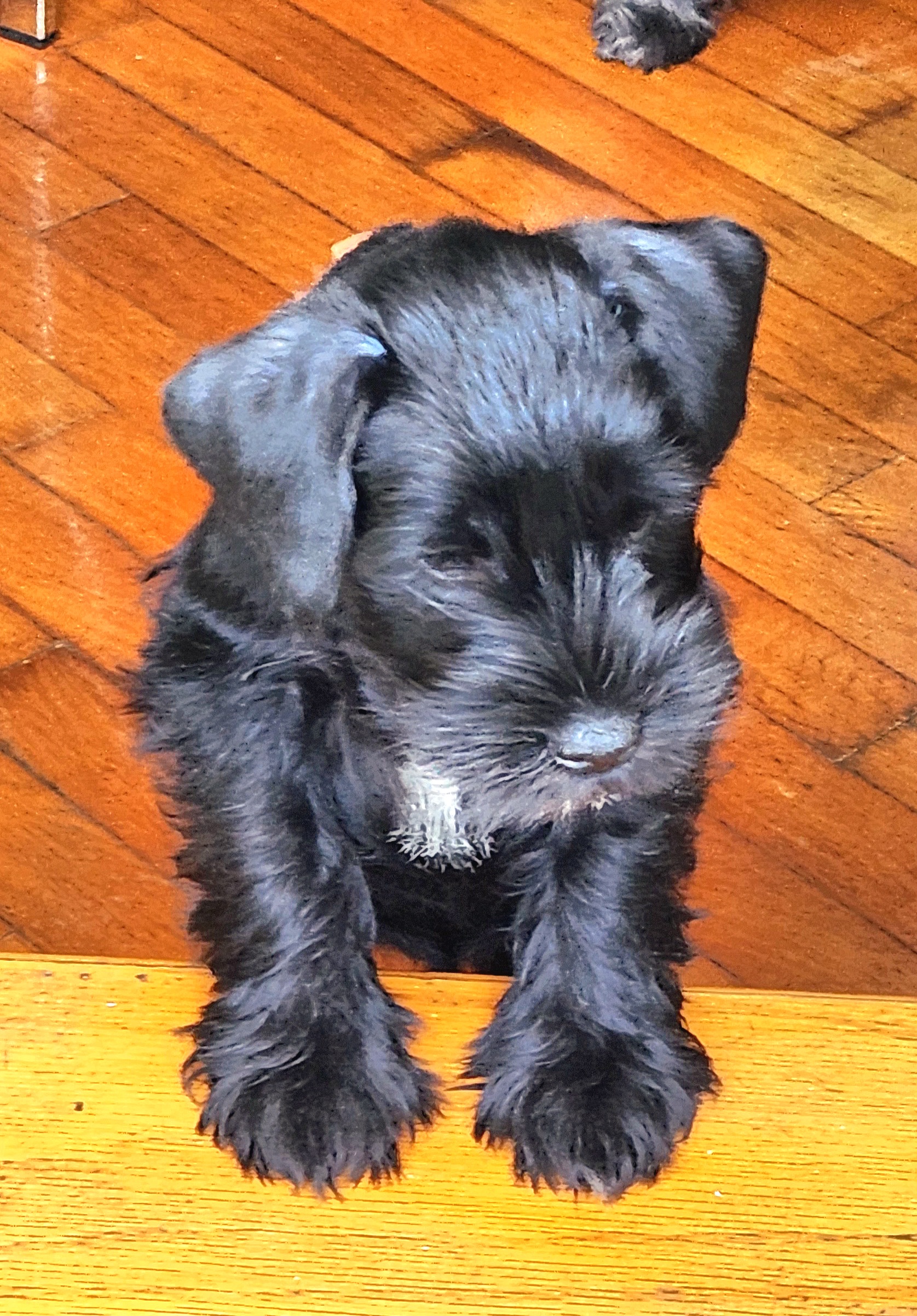 Miniature Schnauzers from Vyacheslav Pilosov