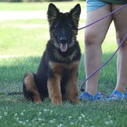 Boy 1 - Black and red German Shepherd puppy in Plumas Lake, California from Zwinger Vom Greifjäger