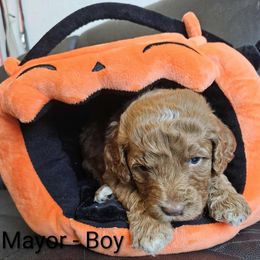 Mayor - Red male Labradoodle puppy in Phelan, California from Family Doodles