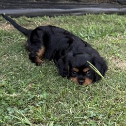 Cavalier King Charles Spaniel Puppies from Reynolds Farms Cavaliers