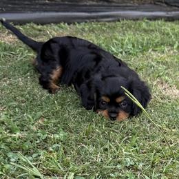 Cavalier King Charles Spaniel Puppies from Reynolds Farms Cavaliers